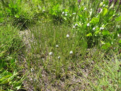 Eriophorum scheuchzeri