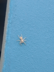 Menemerus bivittatus