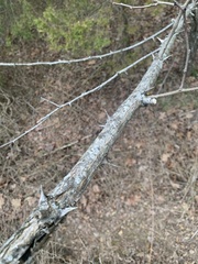 Zanthoxylum americanum