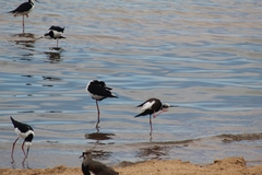 Himantopus mexicanus melanurus
