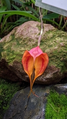 Masdevallia