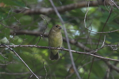 Sporophila nigricollis
