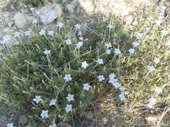 Barleria acanthoides