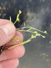 Plagiobothrys acanthocarpus