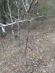 Zanthoxylum americanum