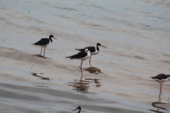 Himantopus mexicanus melanurus