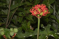 Jatropha