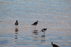 Himantopus mexicanus melanurus