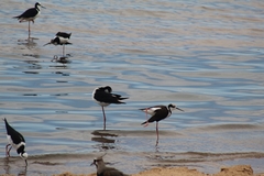 Himantopus mexicanus melanurus