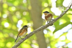 Batis capensis capensis