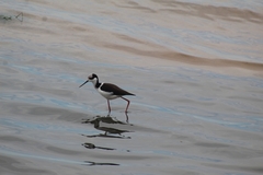 Himantopus mexicanus melanurus