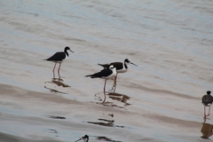 Himantopus mexicanus melanurus