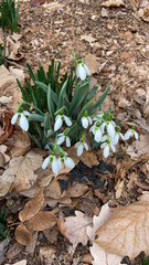 Galanthus nivalis