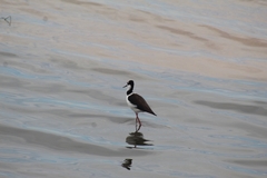 Himantopus mexicanus melanurus