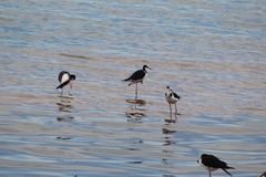 Himantopus mexicanus melanurus
