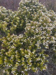Olearia nummulariifolia