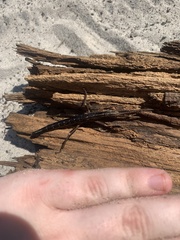 Anisomorpha buprestoides