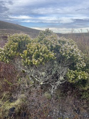 Olearia nummulariifolia
