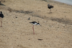 Himantopus mexicanus melanurus