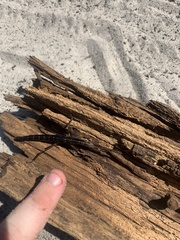 Anisomorpha buprestoides