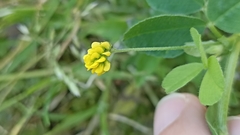 Medicago lupulina