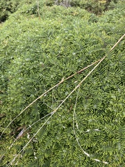 Gleichenia alpina