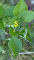 Medicago lupulina