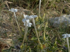Barleria acanthoides