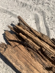 Anisomorpha buprestoides