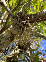 Tillandsia recurvata