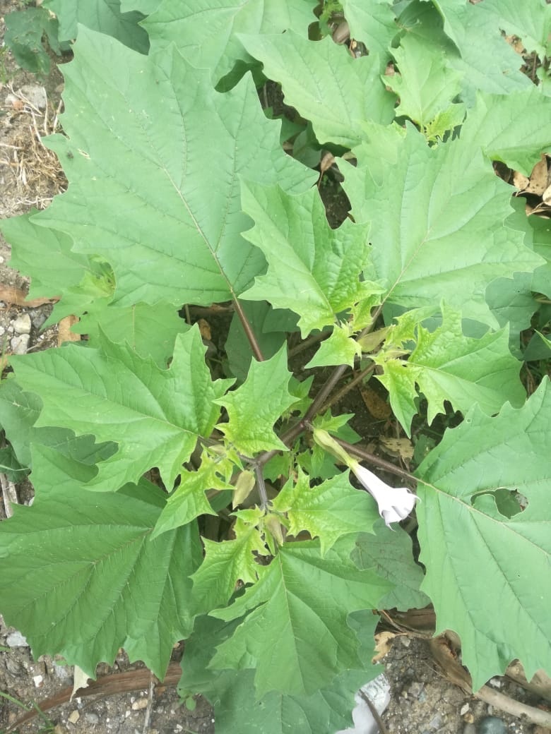 Datura stramonium image