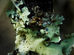 Tremella parmeliarum