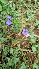 Ruellieae
