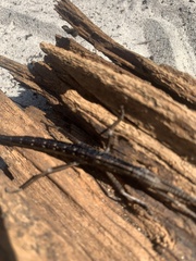 Anisomorpha buprestoides