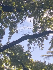 Callosciurus erythraeus