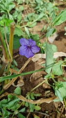 Ruellieae