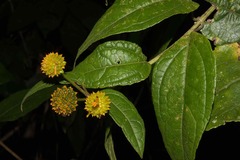 Tilesia baccata