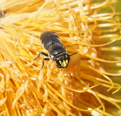 Hylaeus alcyoneus