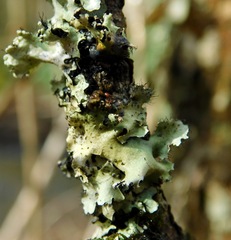 Tremella parmeliarum