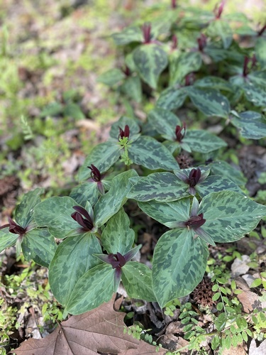 Mississippi River wakerobin