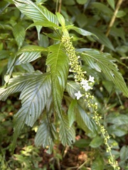 Gonzalagunia hirsuta