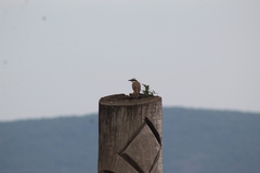 Pitangus sulphuratus