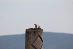 Pitangus sulphuratus