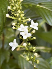 Gonzalagunia hirsuta