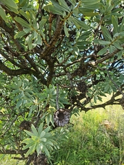 Protea caffra caffra