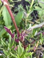 Senecio californicus