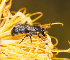 Hylaeus alcyoneus