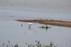 Ardea alba