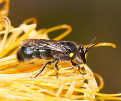 Hylaeus alcyoneus