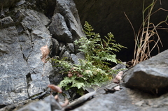 Asplenium cuneifolium